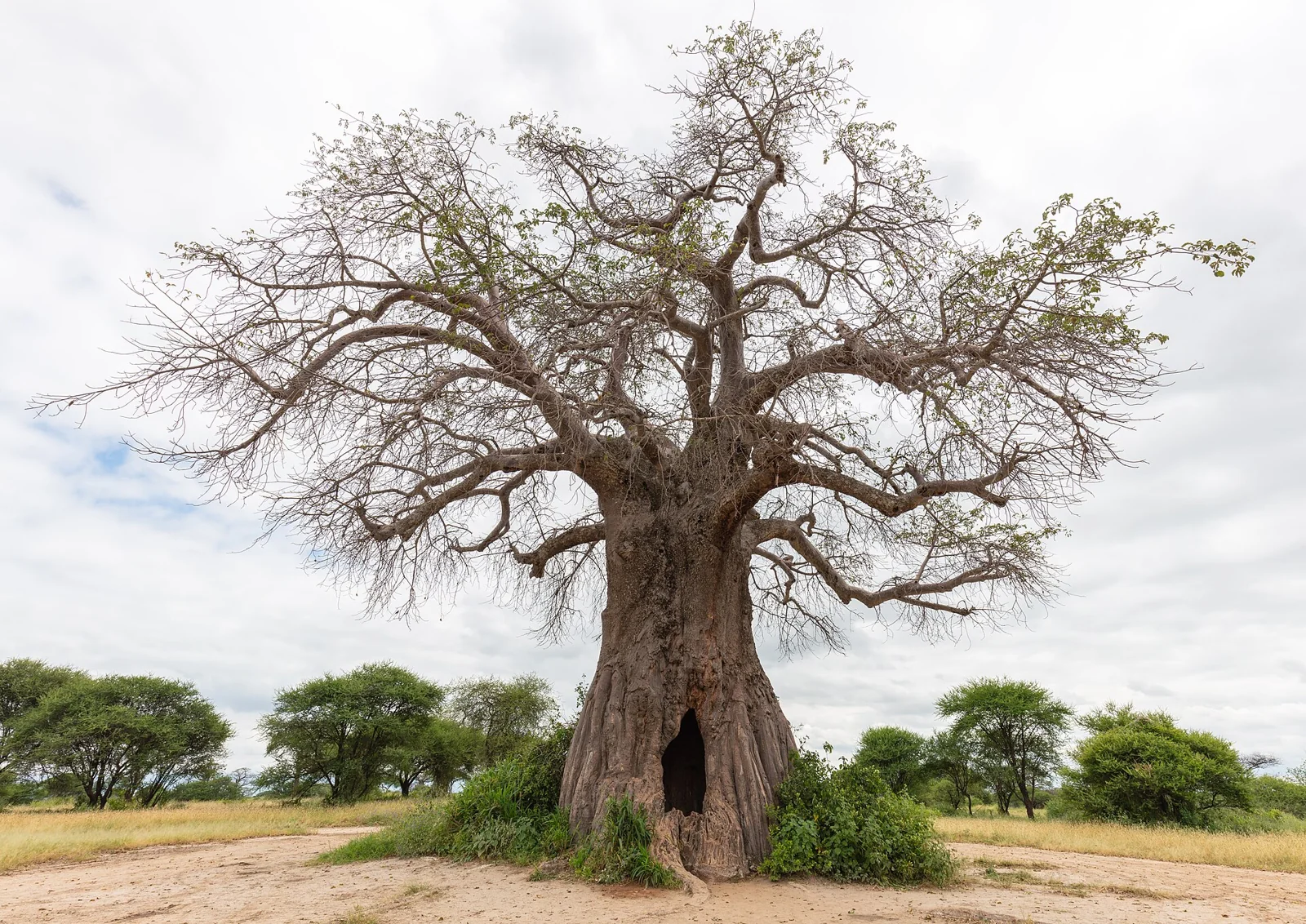 A baobab in Tarangire National Park