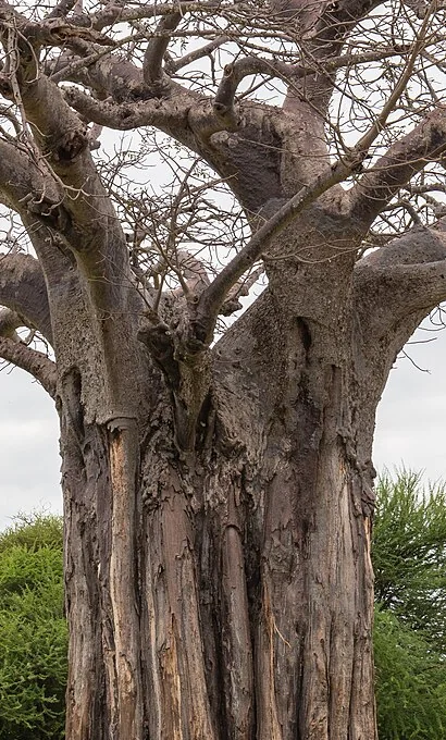 Close detail of a baobab trunk in Tarangire