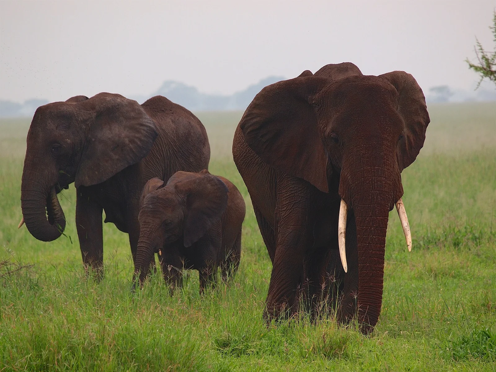 An elephant group with a calf in Tarangire