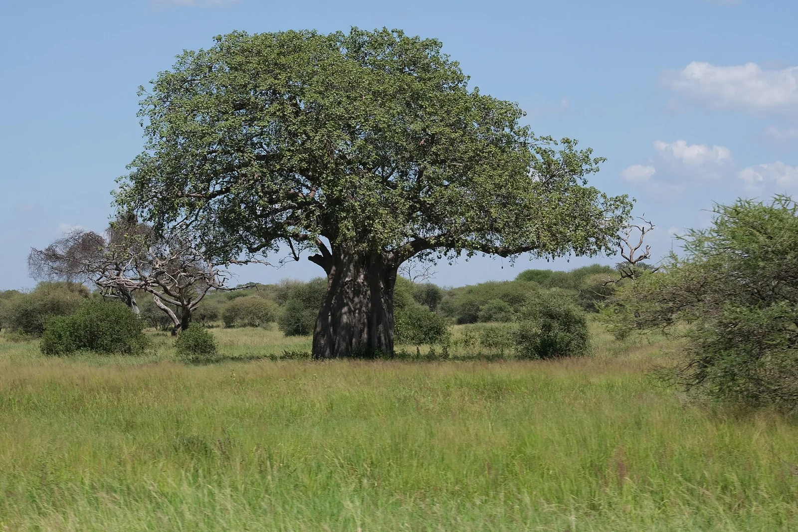 A leafy baobab and open grass in Tarangire