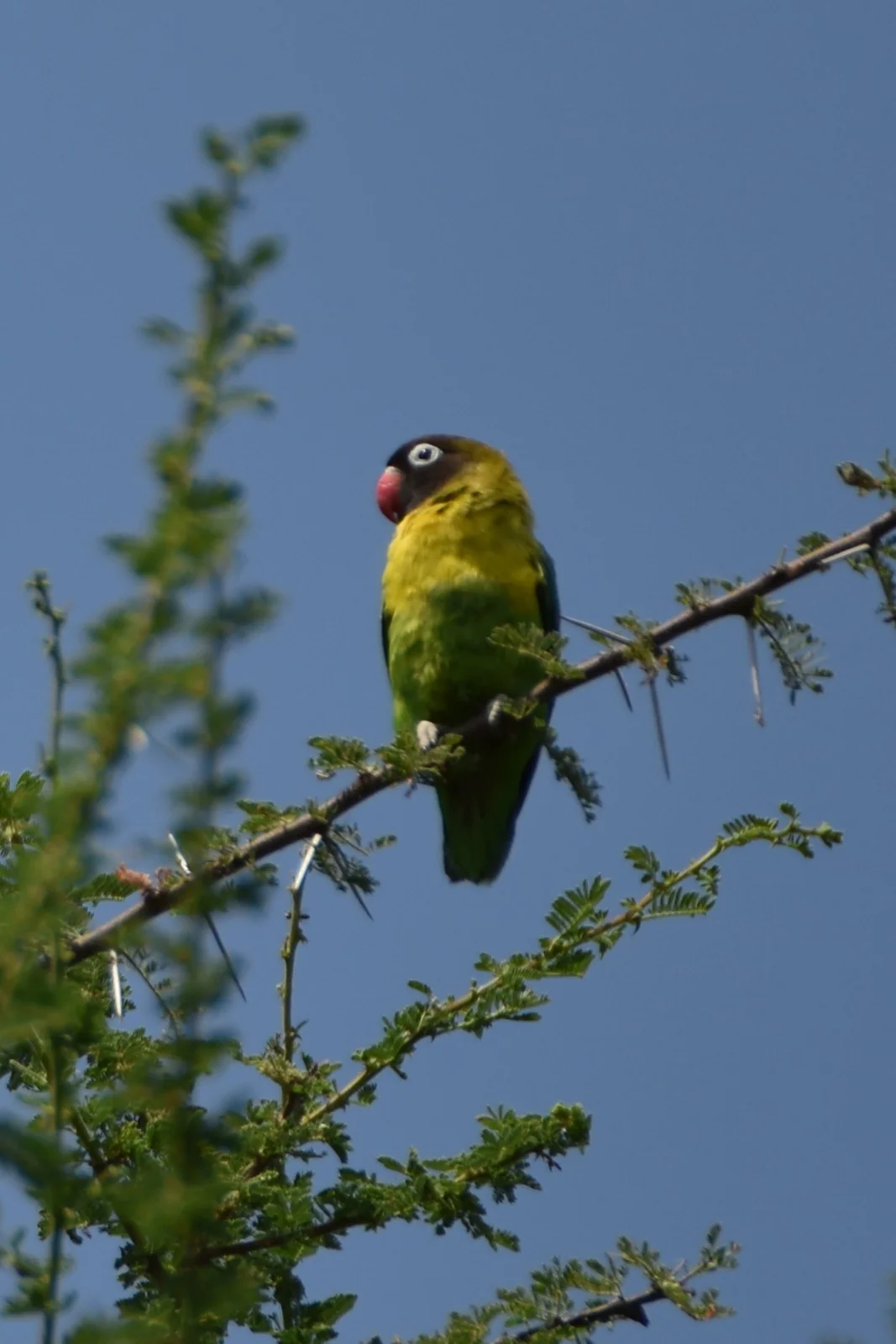Yellow-collared lovebird perched in Tarangire