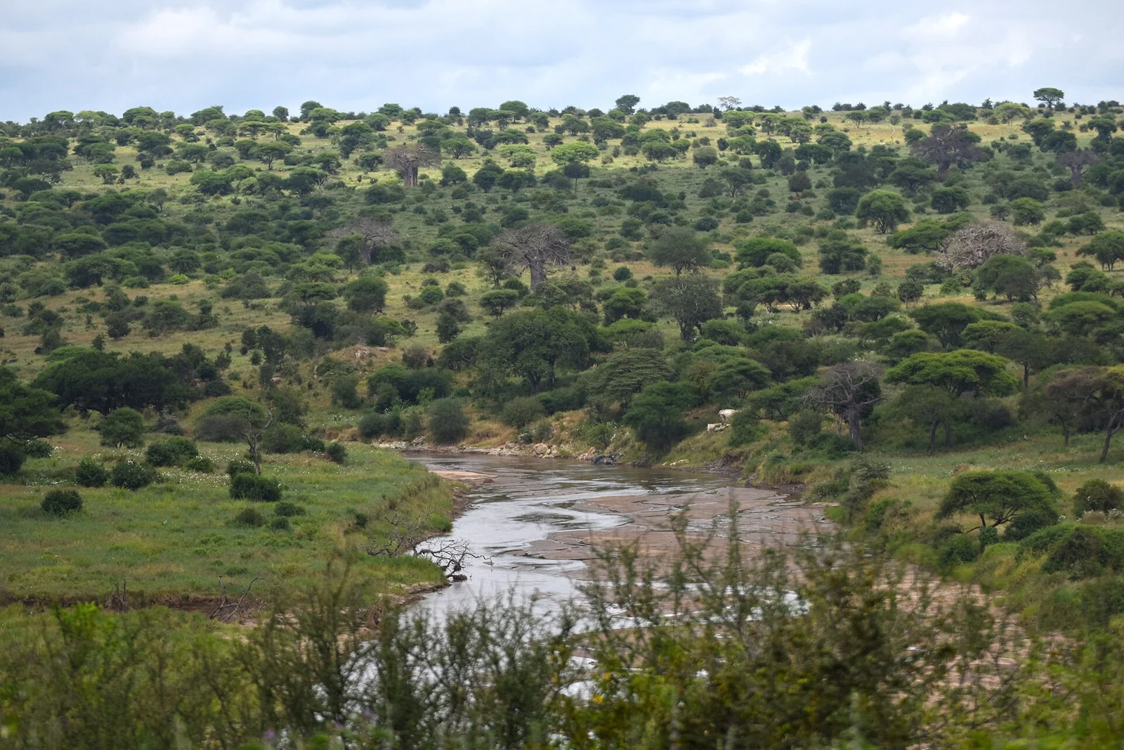 The Tarangire River winding through green park vegetation