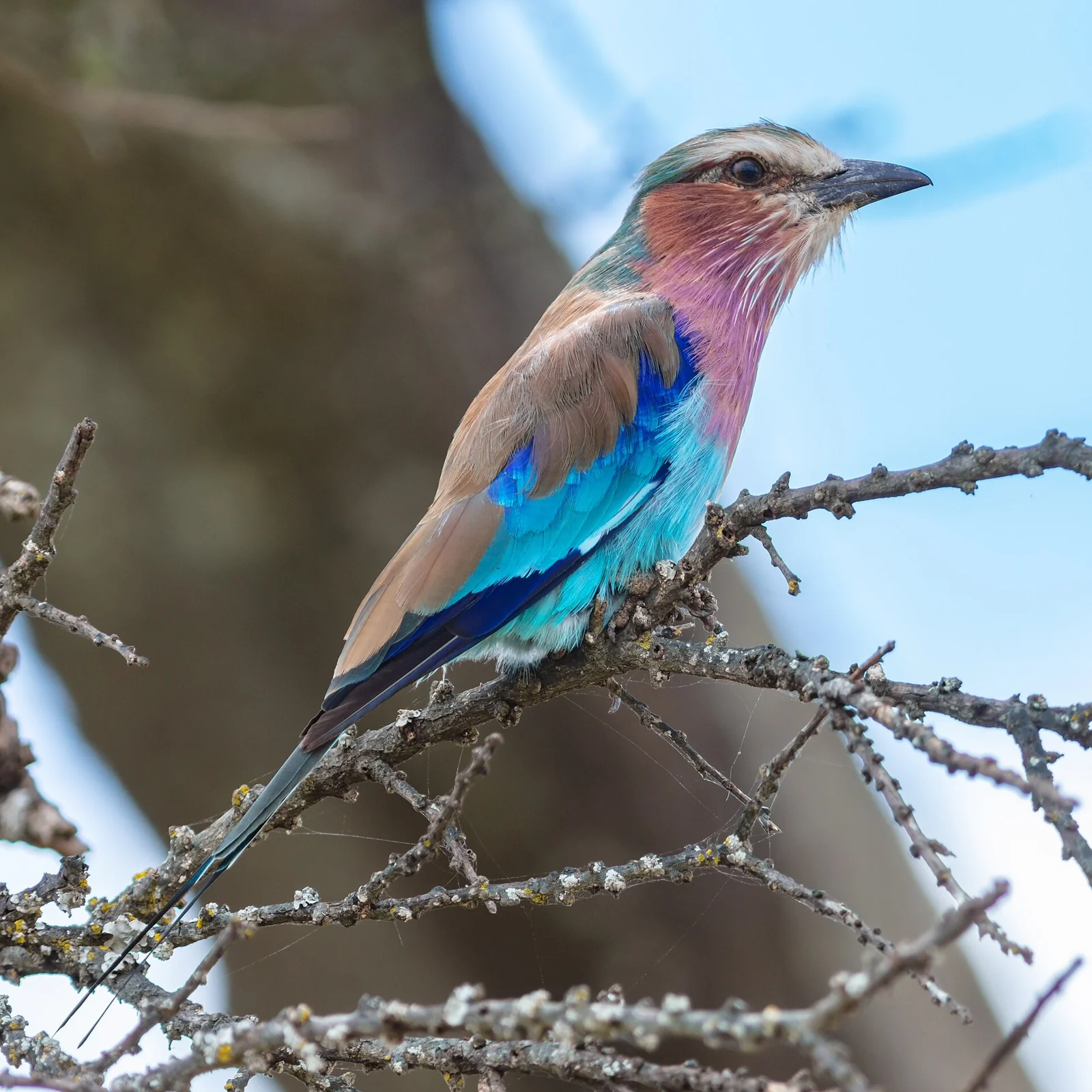 A lilac-breasted roller photographed in Tarangire