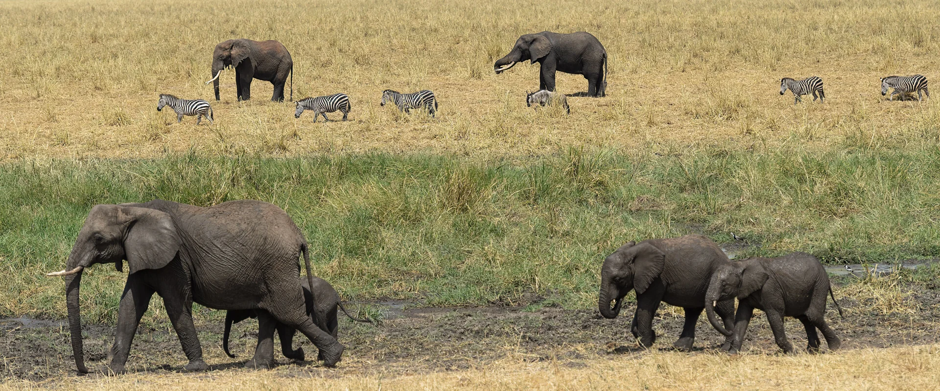 Elephants and zebras in Silale Swamp, Tarangire